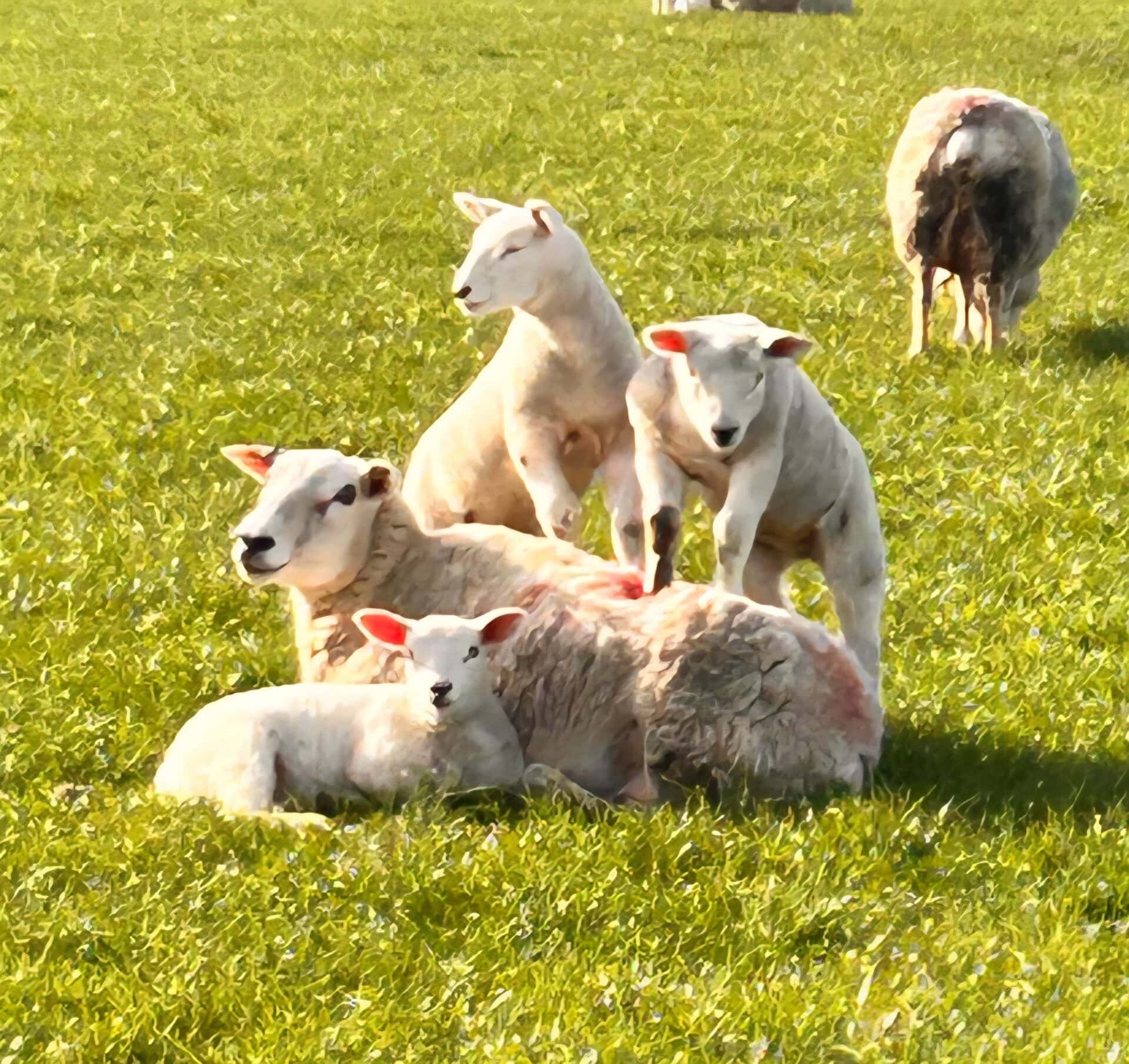 Spring lambing 2026 – Kings Farm Writtle