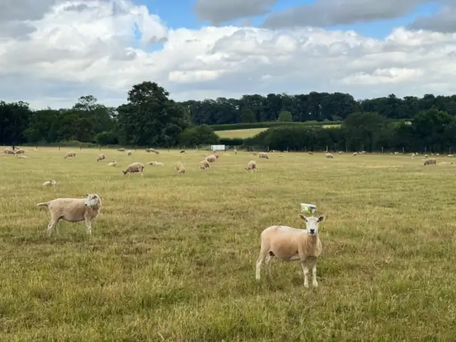 Kings Farm Writtle Fresh Lamb and Mutton