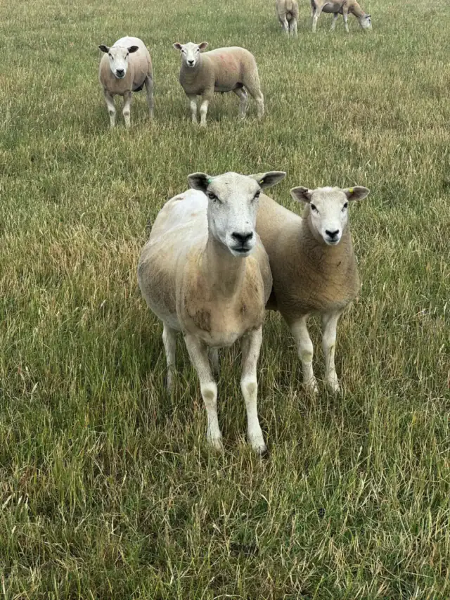 Kings Farm Writtle Fresh Lamb and Mutton